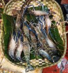 prawn